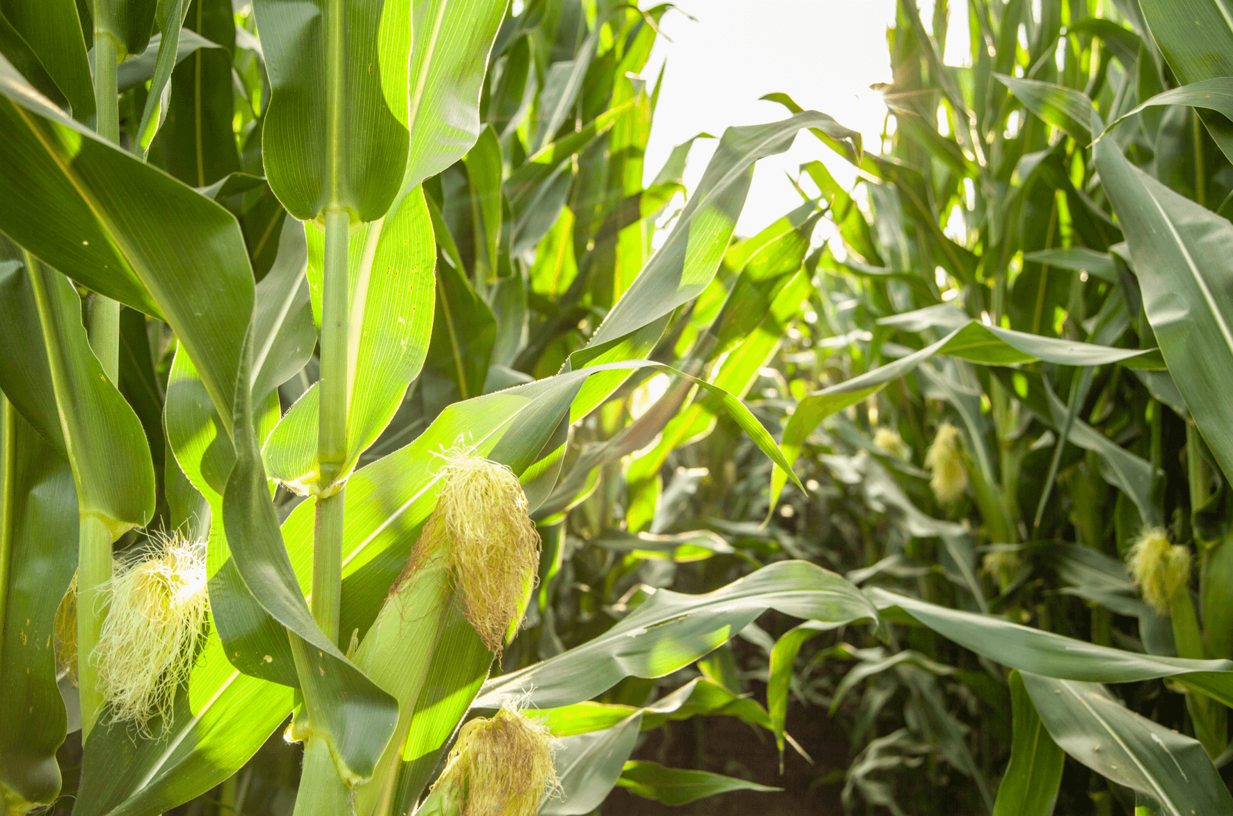 Corn Field macro level shot