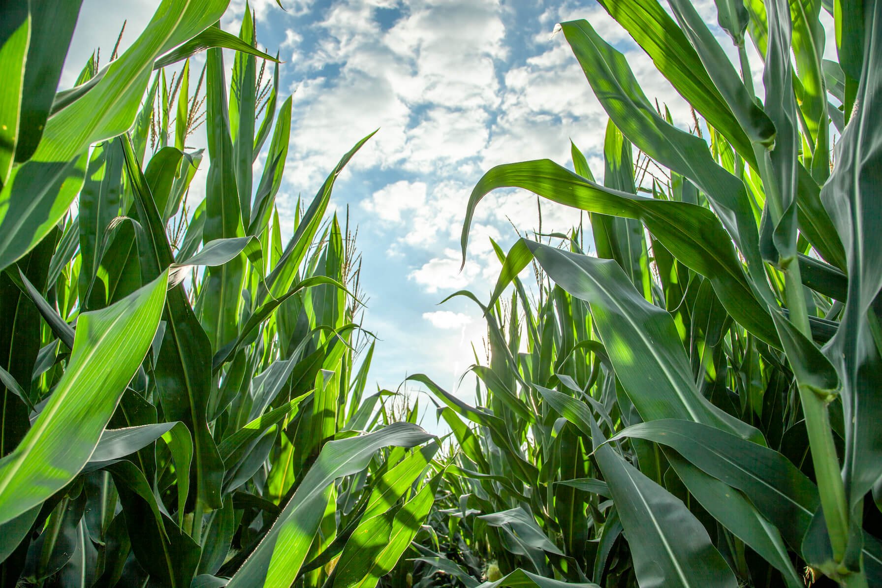 Corn Field and Blue Sky