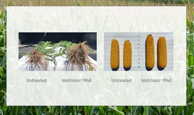 biotrinsic® M46 FP – Enhanced Plant Productivity