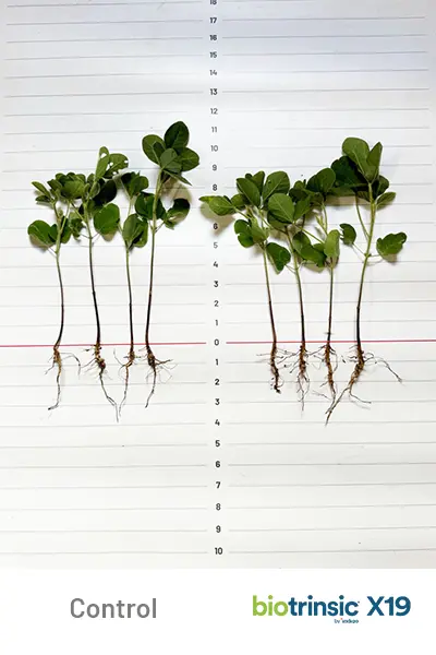 X19 Yield Uplift