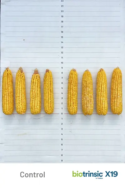 X19 Yield Uplift