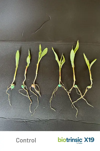 X19 Yield Uplift