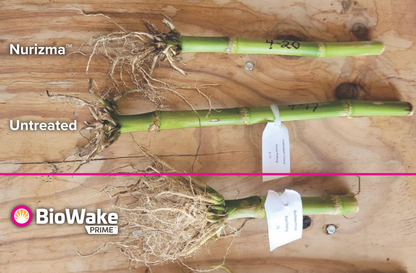 BioWake Prime Thumbnail 3