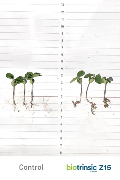 Z15 Yield Uplift