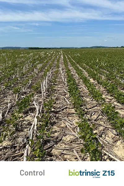 Z15 Yield Uplift