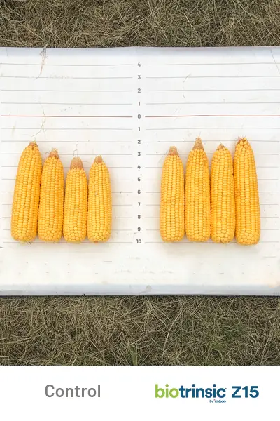 Z15 Yield Uplift