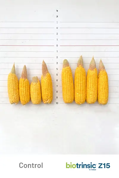 Z15 Yield Uplift
