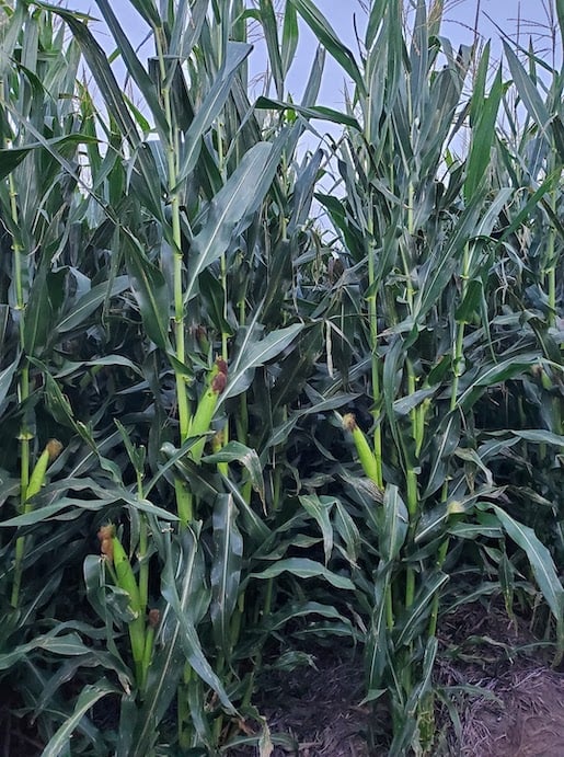 Corn field shwing Hybrid85 corn