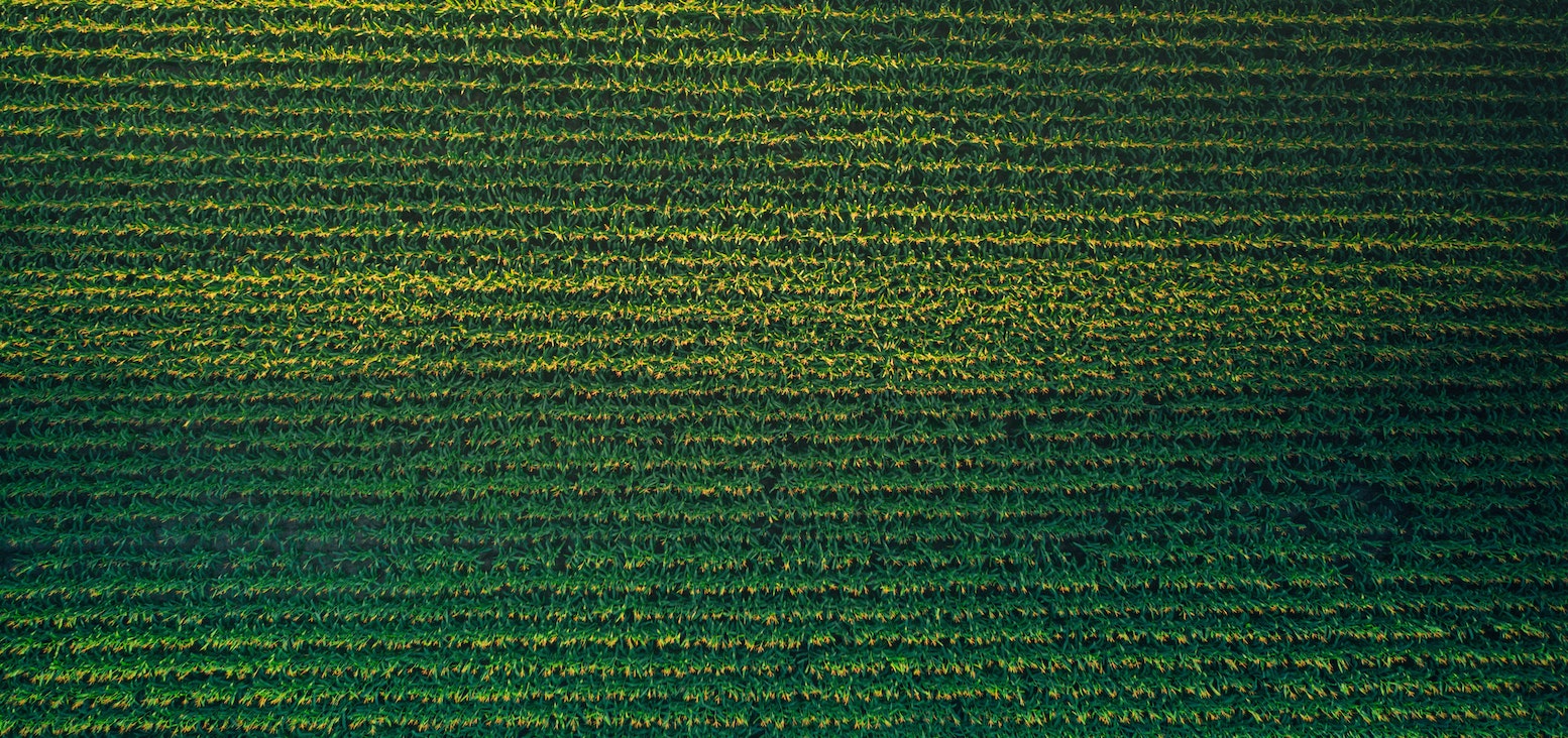 Aerial View of corn field