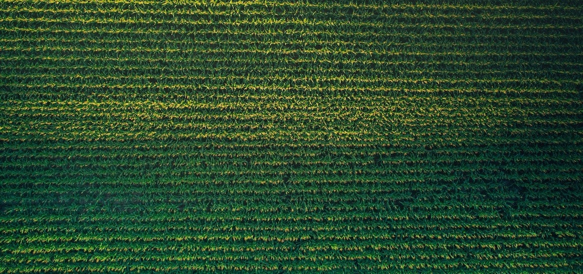 Aerial View of corn field