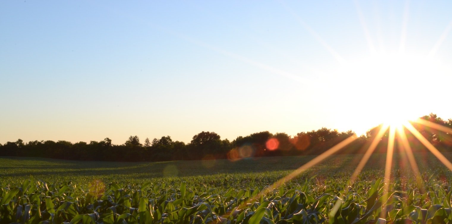 Corn Field with Blurry Sun