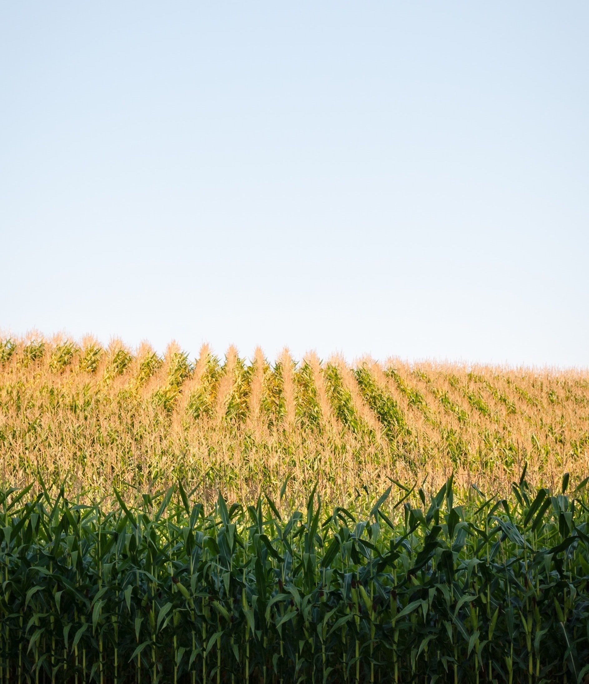 Side Profile View of corn field