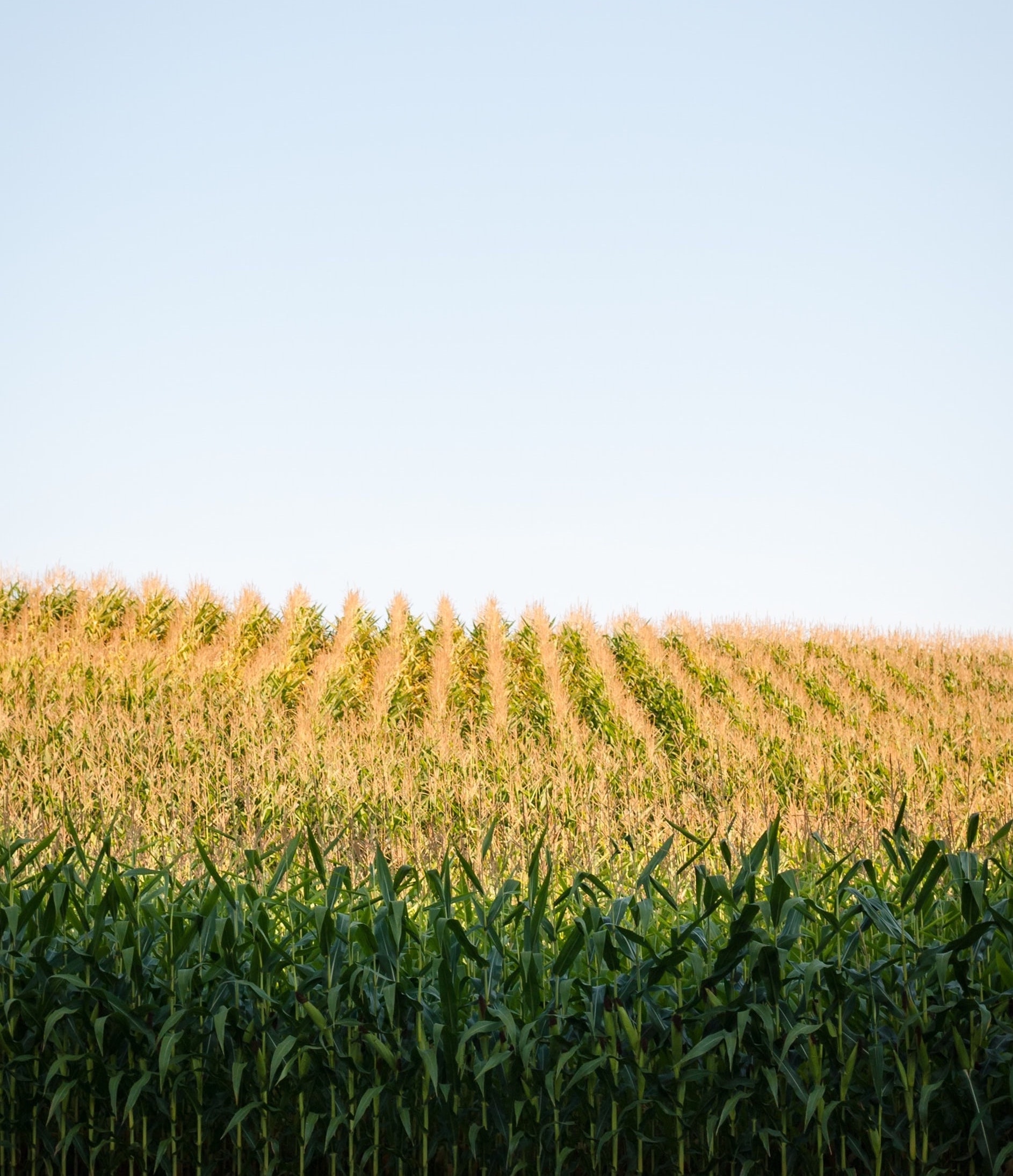 Non-GMO Hybrid Seed Corn